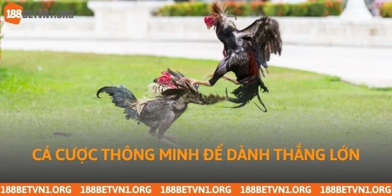 Đá Gà 188bet 3 Cá cược thông minh để dành thắng lớn