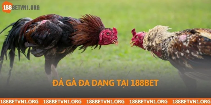 Đá Gà 188bet 2 Đá gà đa dạng tại 188bet