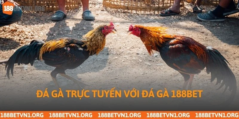 Đá Gà 188bet 1 Đá gà trực tuyến với đá gà 188bet